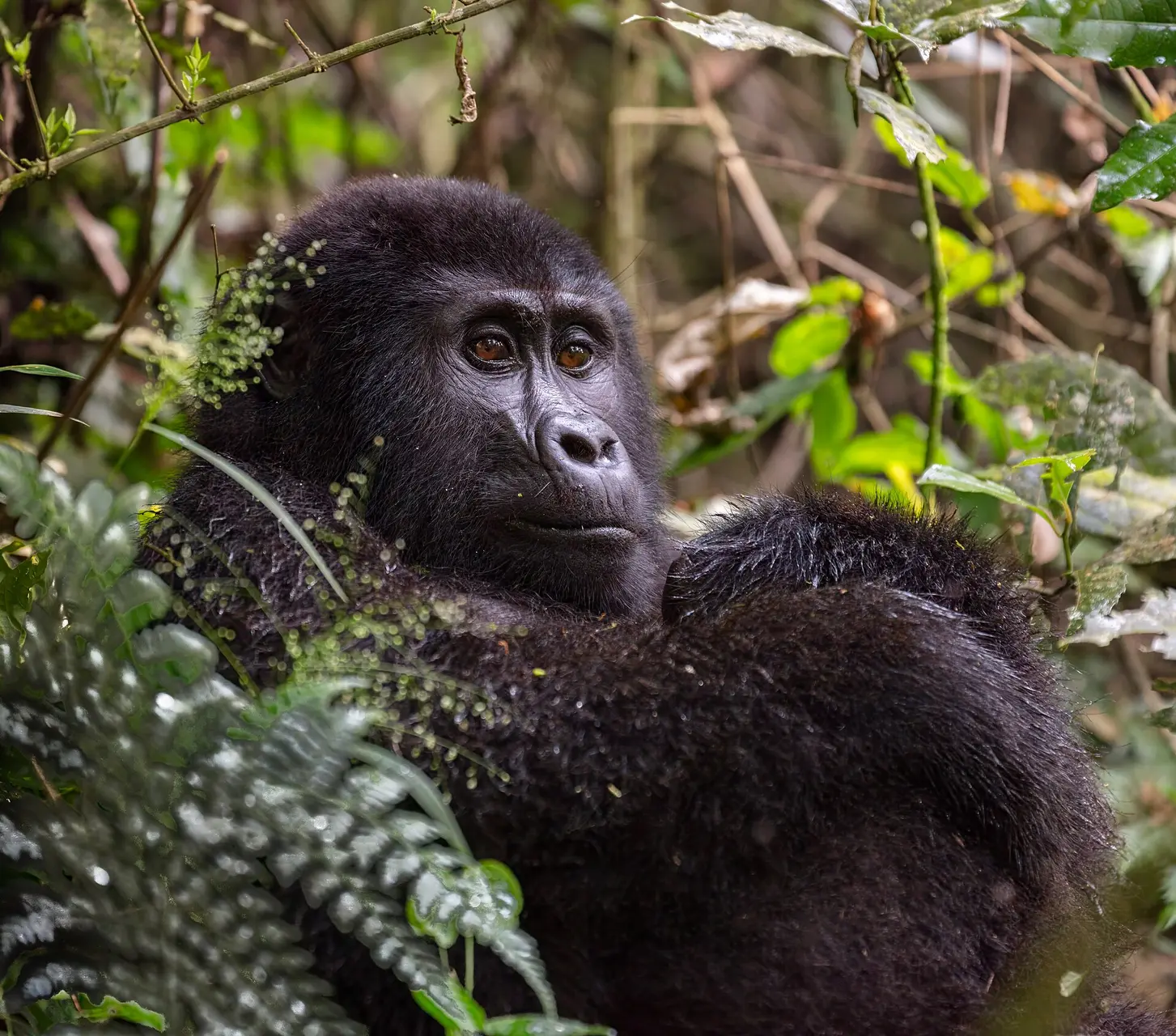 Mountain gorilla resting among dense vegetation in Bwindi Impenetrable Forest